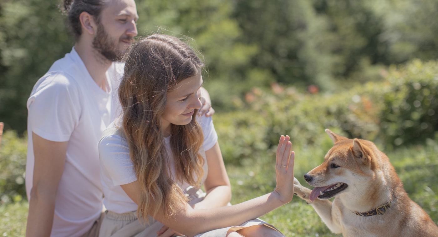 Tips For A Successful Camping With Dogs.